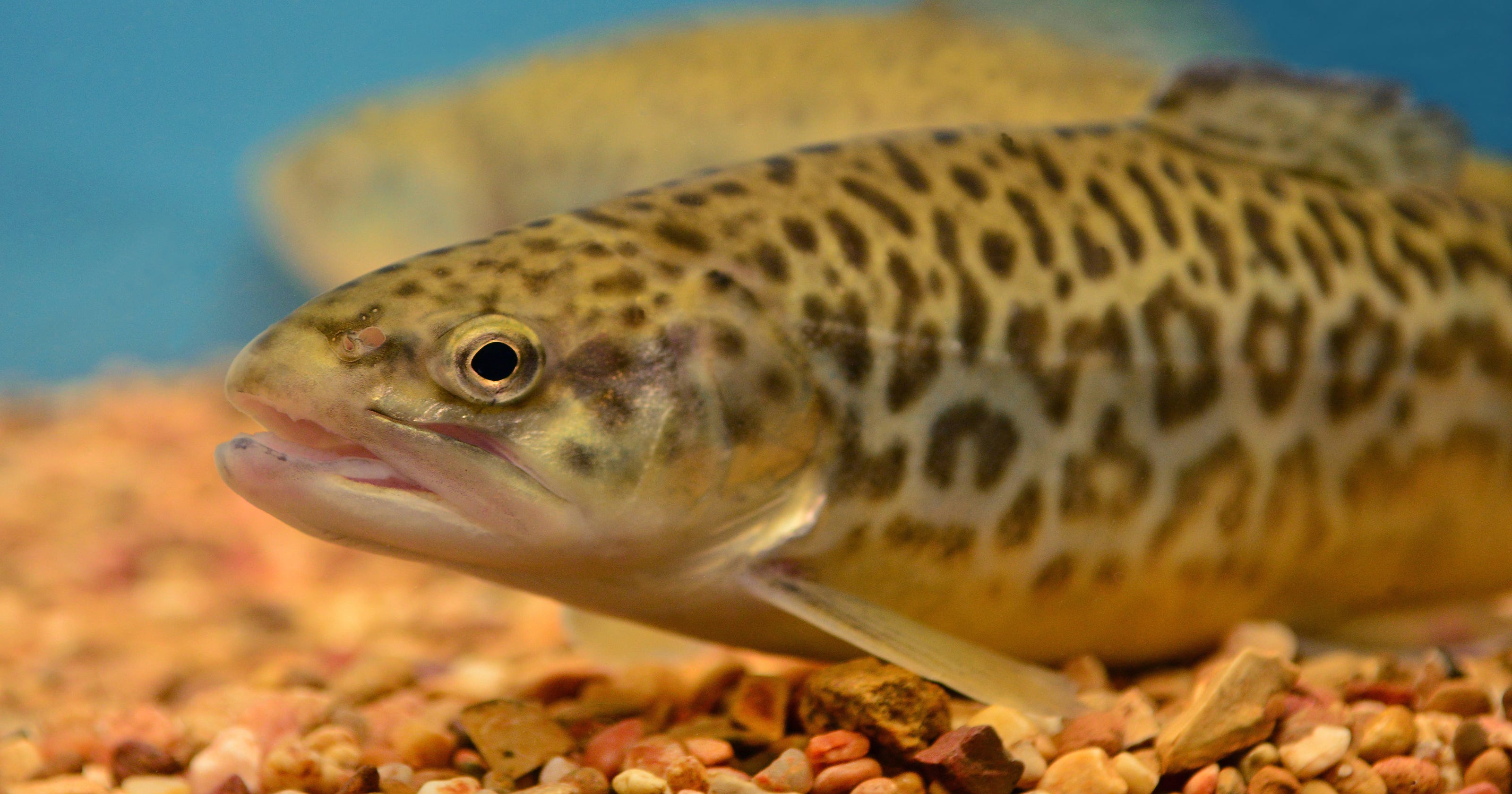 New hybrid trout about to be released in Arizona