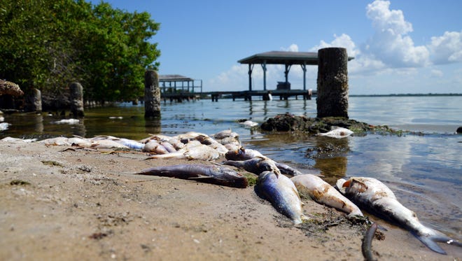 Dead fish line the shoreline along Newfound Harbor Dr. in Merritt Island this past weekend.  A brown tide algae bloom is being looked at as a possible cause.