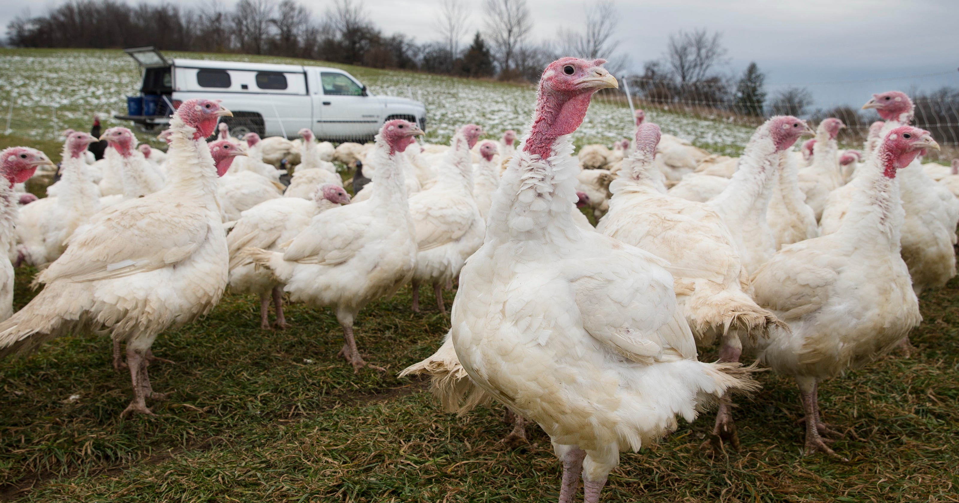 All Natural How Thanksgiving Shoppers Can Decipher Turkey