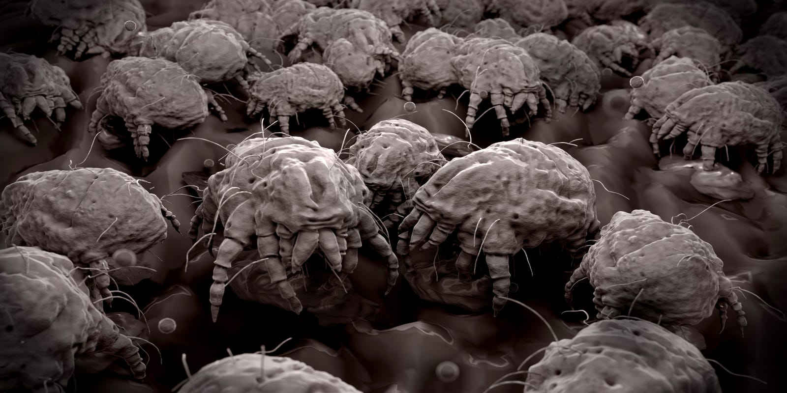 How To Clean Your Pillows Because They Are Full Of Dead Bugs