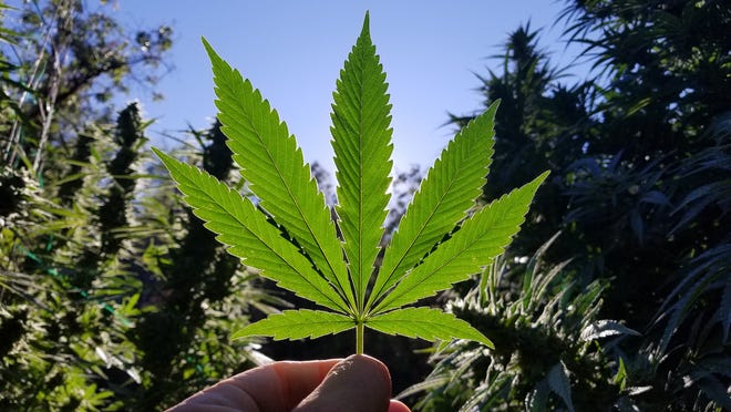 A person holding a marijuana leaf up in a field of marijuana growing outdoors.