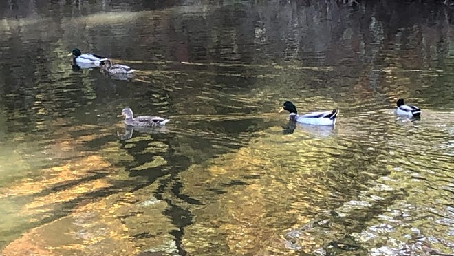 Mallard ducks swim in a cove near the south boat ramp at Lake Shawnee earlier this month.