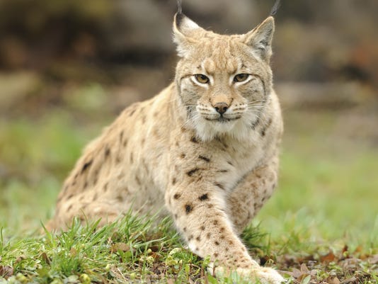 New Jersey Judge Sends Pet Bobcat To Zoo