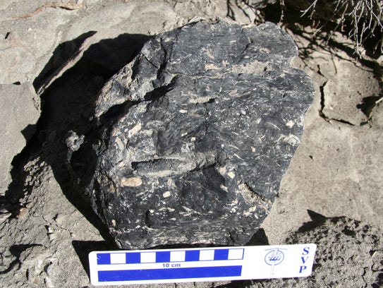 dinosaur poop fossil