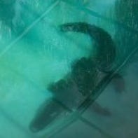 Gator mating season starting. What to do if you one in your yard