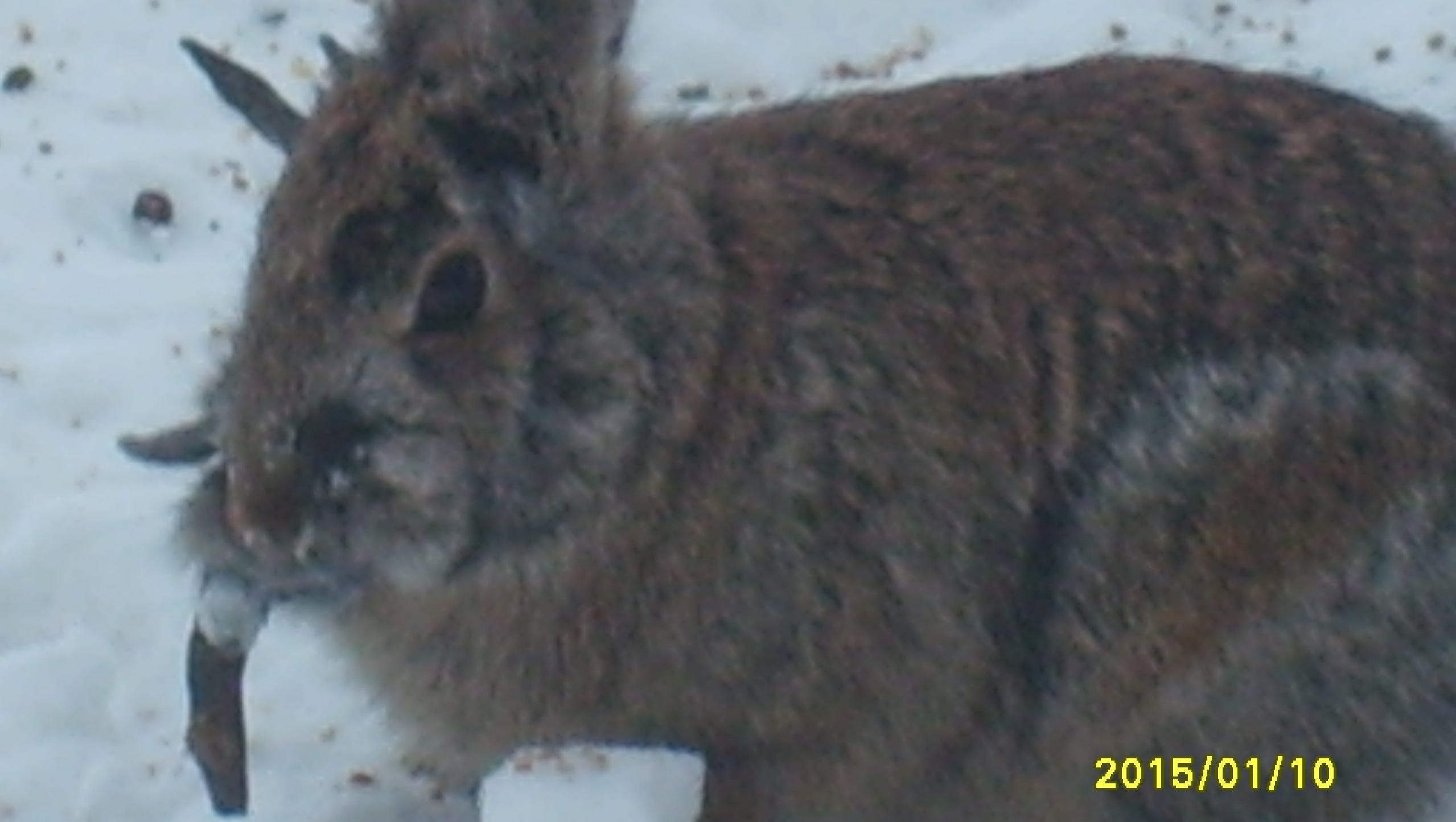 Horned Rabbits Spark Concern In Sioux Falls