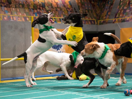 Puppy Bowl 2018: Time, channel, how to stream online