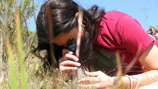 New Mexico State University biology graduate student Grace Smith Vidaurre is seen here helping pollinate a small batch of wild orchids in Chile in 2009, where she worked as an intern for the National Botanic Garden of Viña del Mar. Smith Vidaurre was awarded a 2016-17 Fulbright Scholar grant to study native populations of a parrot species in Uruguay.
