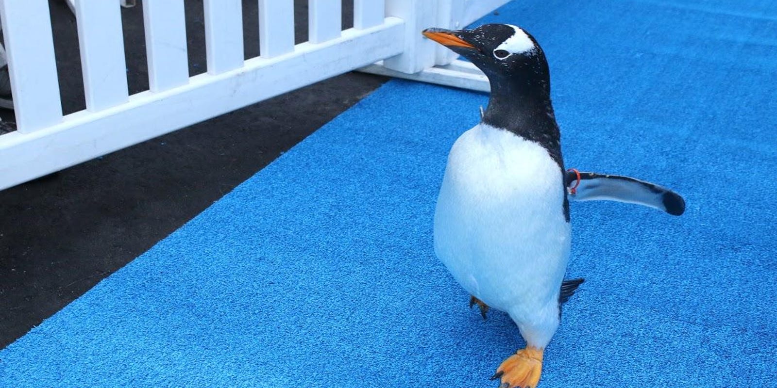 Zoo’s penguins take stately stroll to their new home