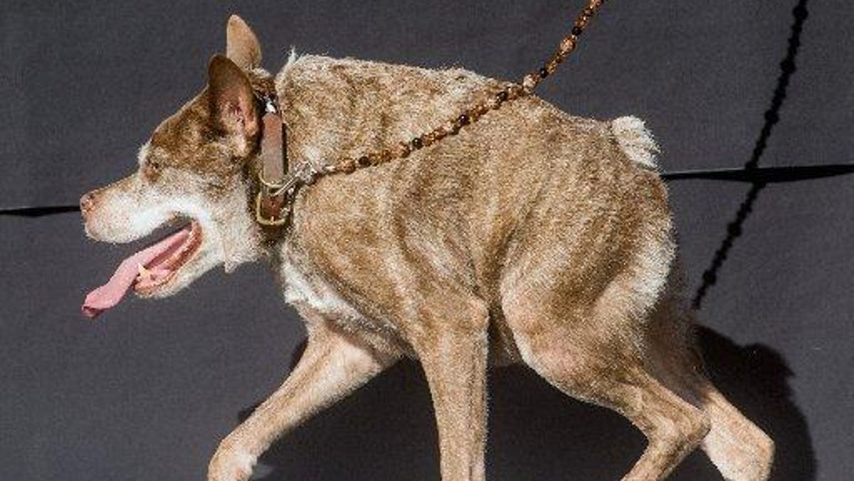 Meet Quasi Modo The World S Ugliest Dog This dog is my top six. meet quasi modo the world s ugliest dog