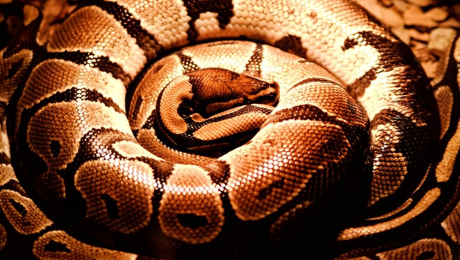 Pythons can kill a human in minutes and swallow them in an hour