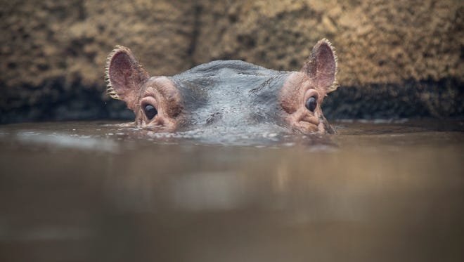 Every One Of The Cincinnati Zoo S Tweets About Fiona The Hippo S Weight Gain