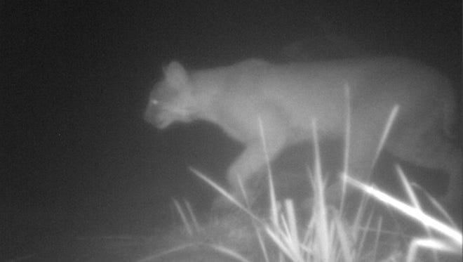 This bobcat was captured on a trail camera at Muller Field Station near Honeoye Lake by Finger Lakes Community College students in September 2012.