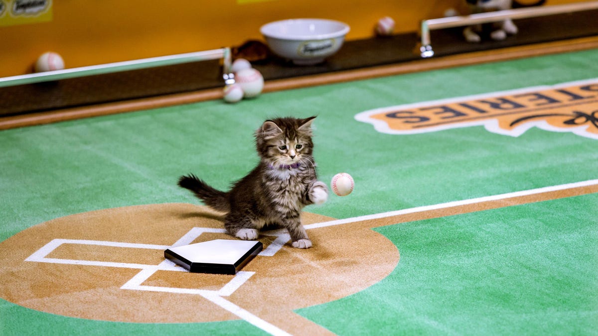 There S No Meowing In Baseball Until Now