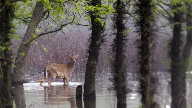 Deer hunting in the rain presents some significant challenges to hunters who are unprepared for Mother Nature’s tempestuous side.