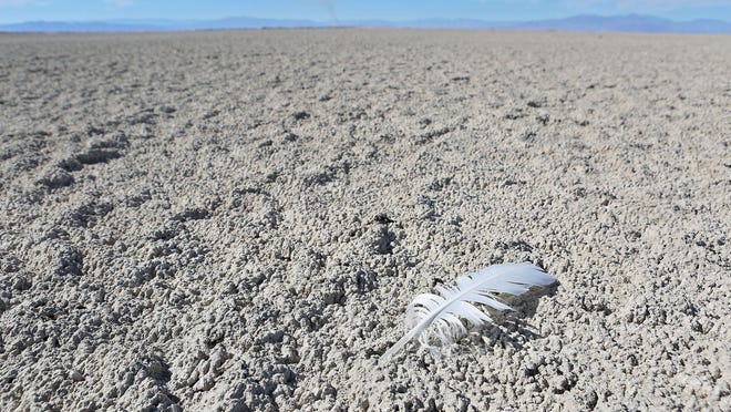 A feather lies on the exposed playa in an area near Red Hill Bay where Salton Sea waters once covered the surface but has since receded.