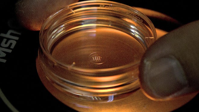 In this Oct. 9, 2018 photo, an embryologist adjusts a microplate containing embryos that were injected with gene-editing components in a laboratory in Shenzhen in southern China's Guangdong province.