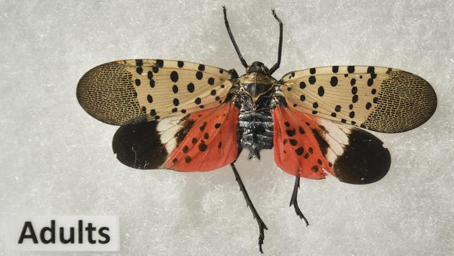 An adult spotted lanternfly at Michigan State University. The insects, native to southeast Asia, are moving across the East Coast.