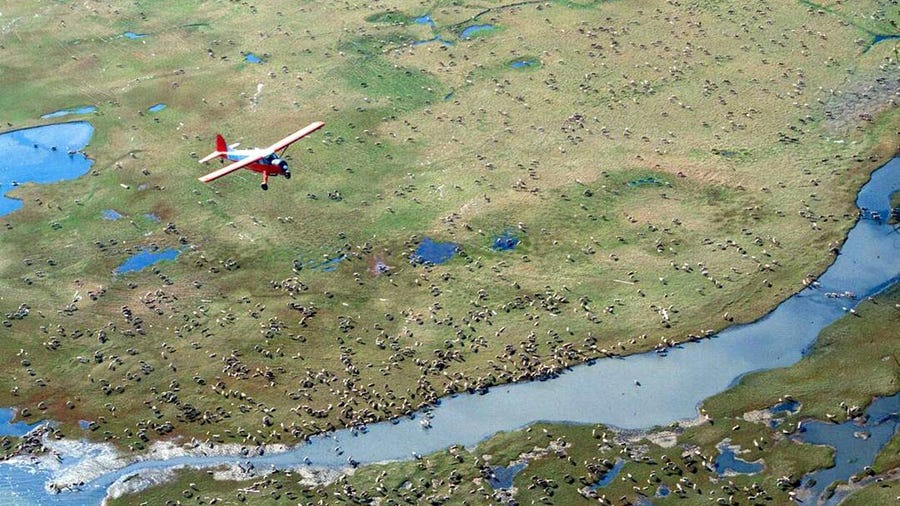 An airplane flies over caribou from the Porcupine Caribou Herd on the coastal plain of the Arctic National Wildlife Refuge in northeast Alaska.