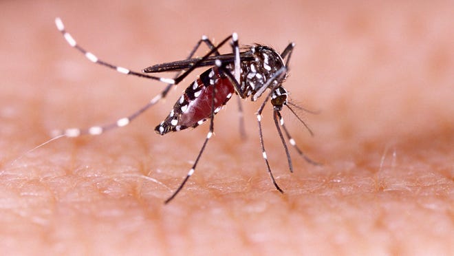 An aedes aegypti mosquito, which can transmit the Zika virus and dengue fever.