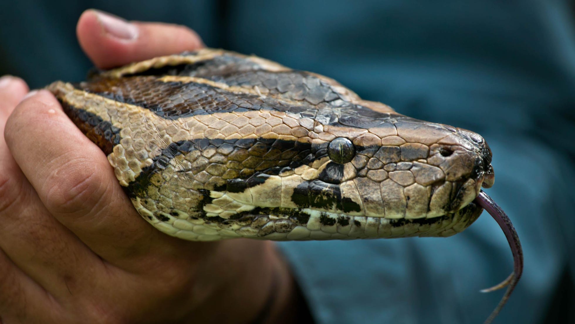 Florida Python Challenge: A fight to curb Everglades' invasive snakes