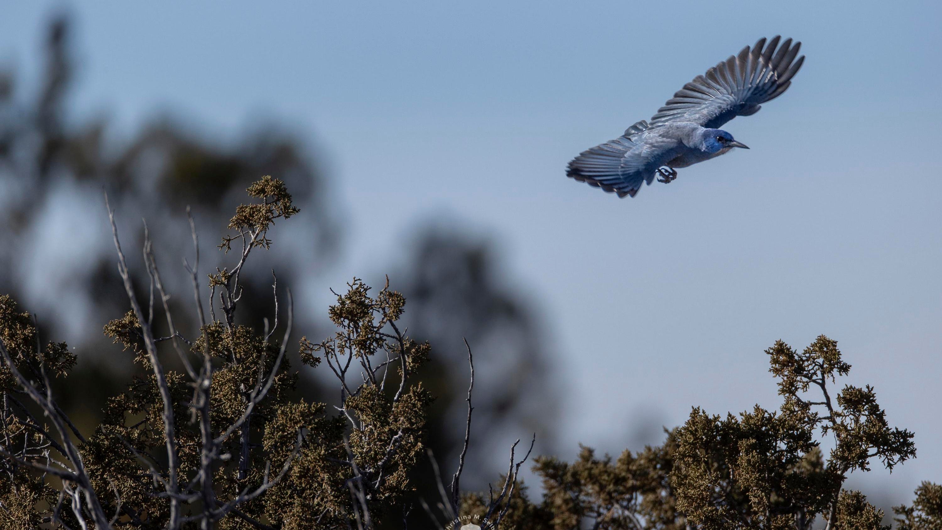 Piñon problems, Star Trek whiskey: News from around our 50 ...