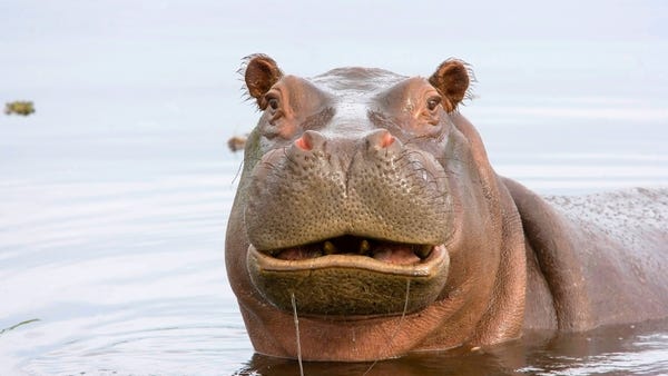 A hippo partially submerged in water.