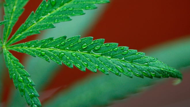 
Marijuana plants grow at Perennial Holistic Wellness Center, a not-for-profit medical marijuana dispensary in operation since 2006, on September 7, 2012 in Los Angeles, California. 
