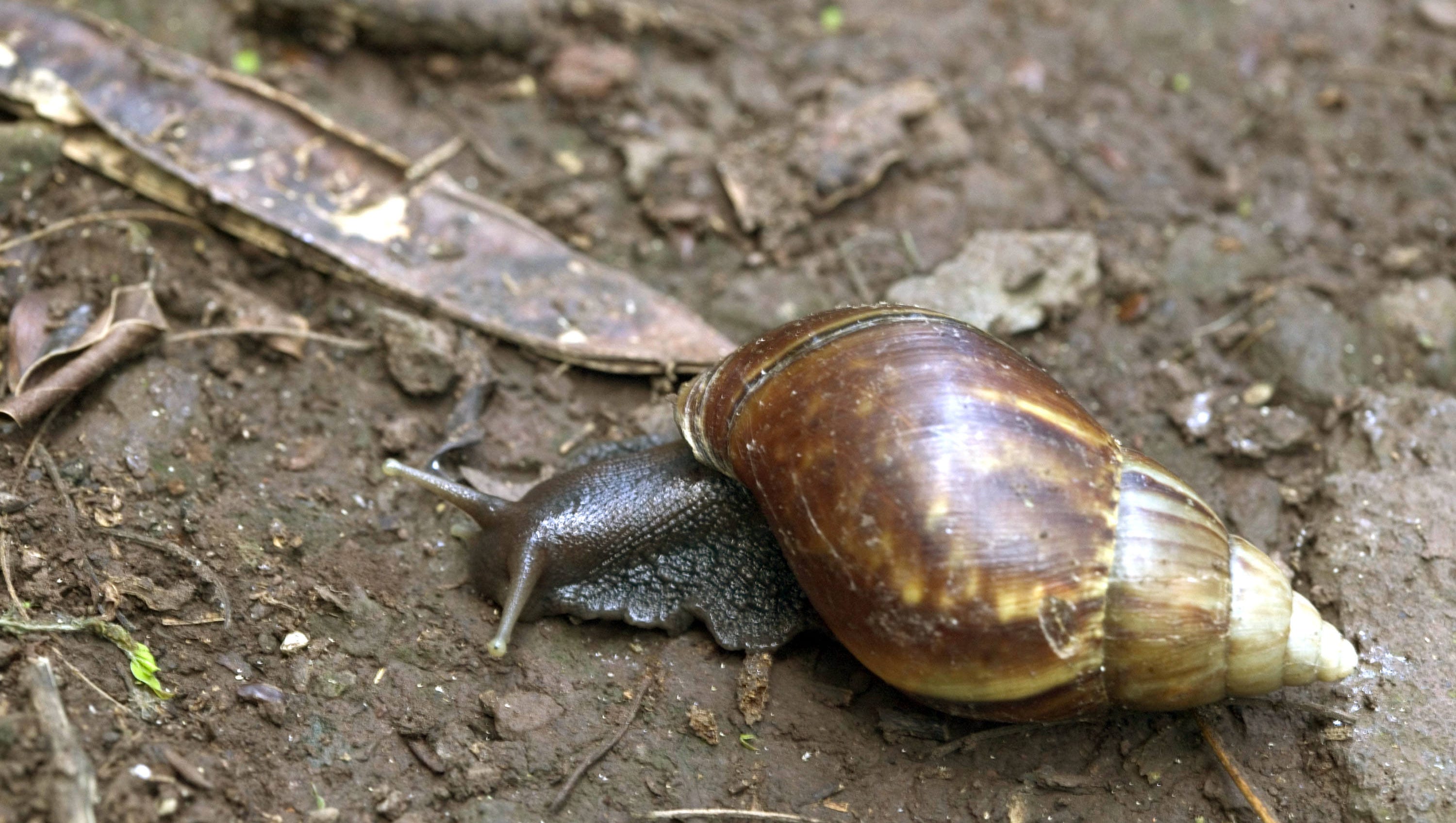 Giant African snail in Florida prompts quarantine, meningitis concern