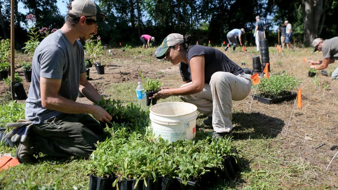 Mat Levine and Larissa Lopez, both with the The Nature Conservancy, along with volunteers from the The Nature Conservancy and the Seneca Park Zoo Society’s Butterfly Beltway Program, planted a 1,000-square-foot garden filled with milkweed and other butterfly-friendly plants at Thousand Acre Swamp.