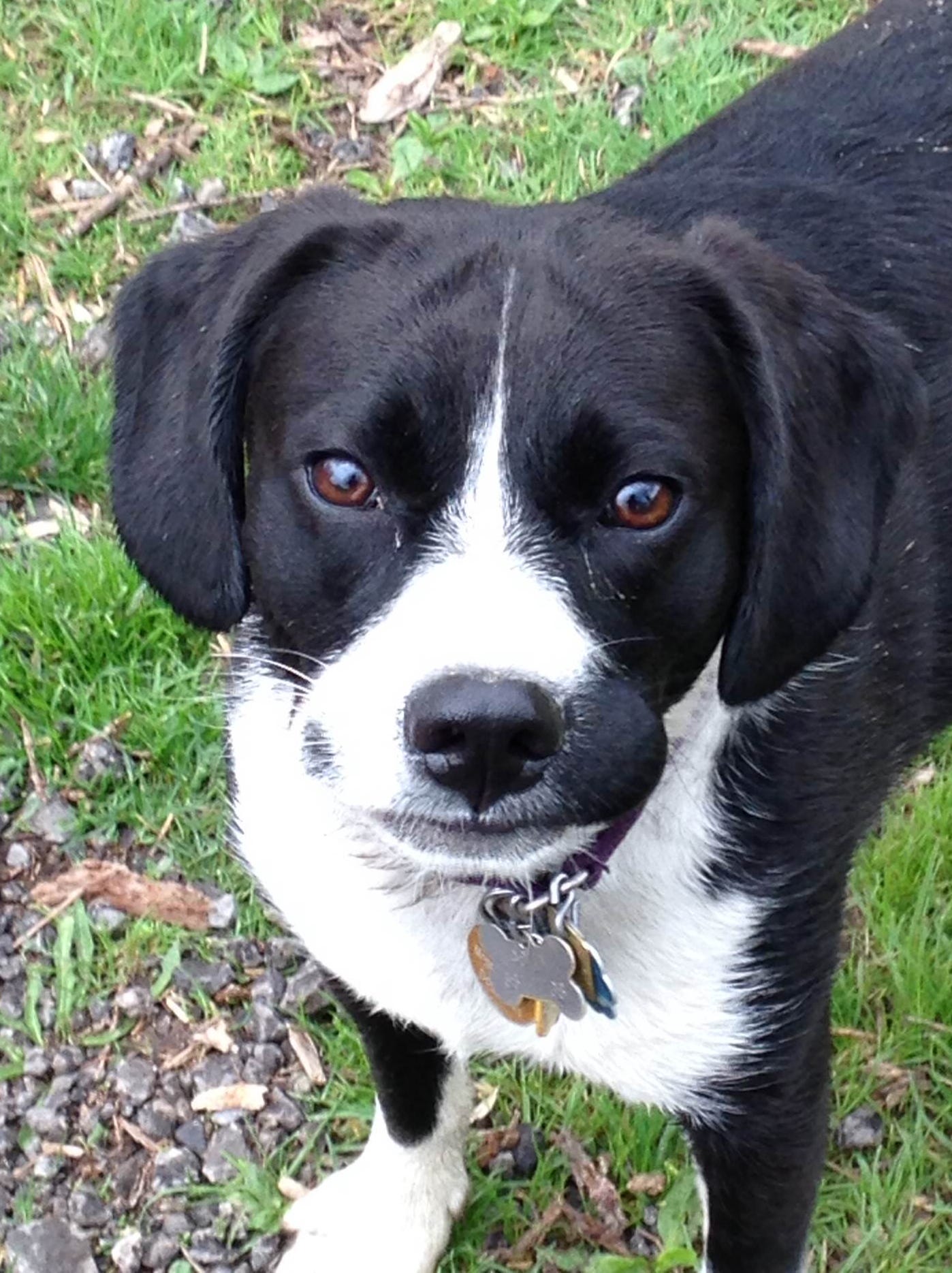 Sticky Situation Ball Of Gorilla Glue Removed From Dog S Stomach