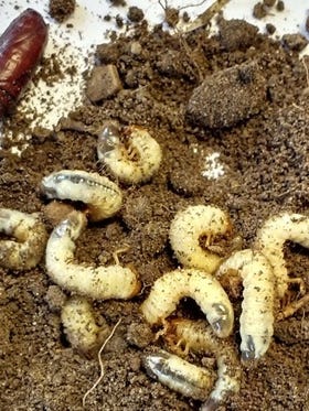 Grubs can cause extensive damage to lawns by destroying the roots of grass.