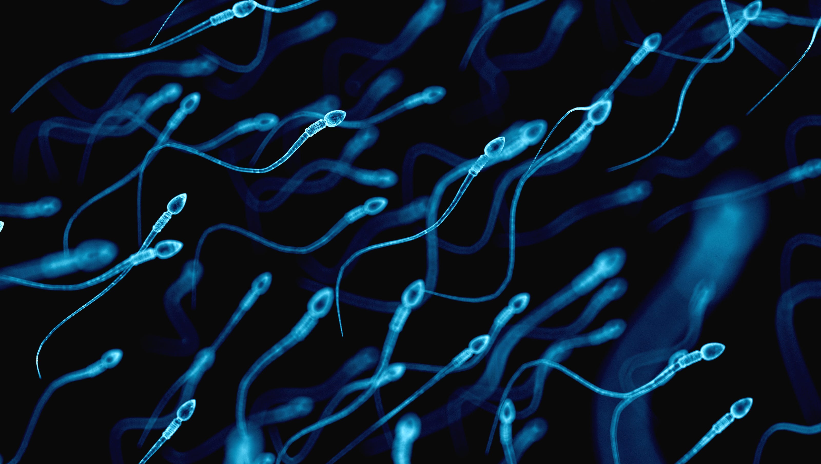 Sperm count is declining in western men, And scientists don picture