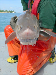 This fish was caught and tagged during the DNR’s annual lake sturgeon survey on the St. Clair River. Tagging allows wildlife biologists to monitor sturgeon movements.