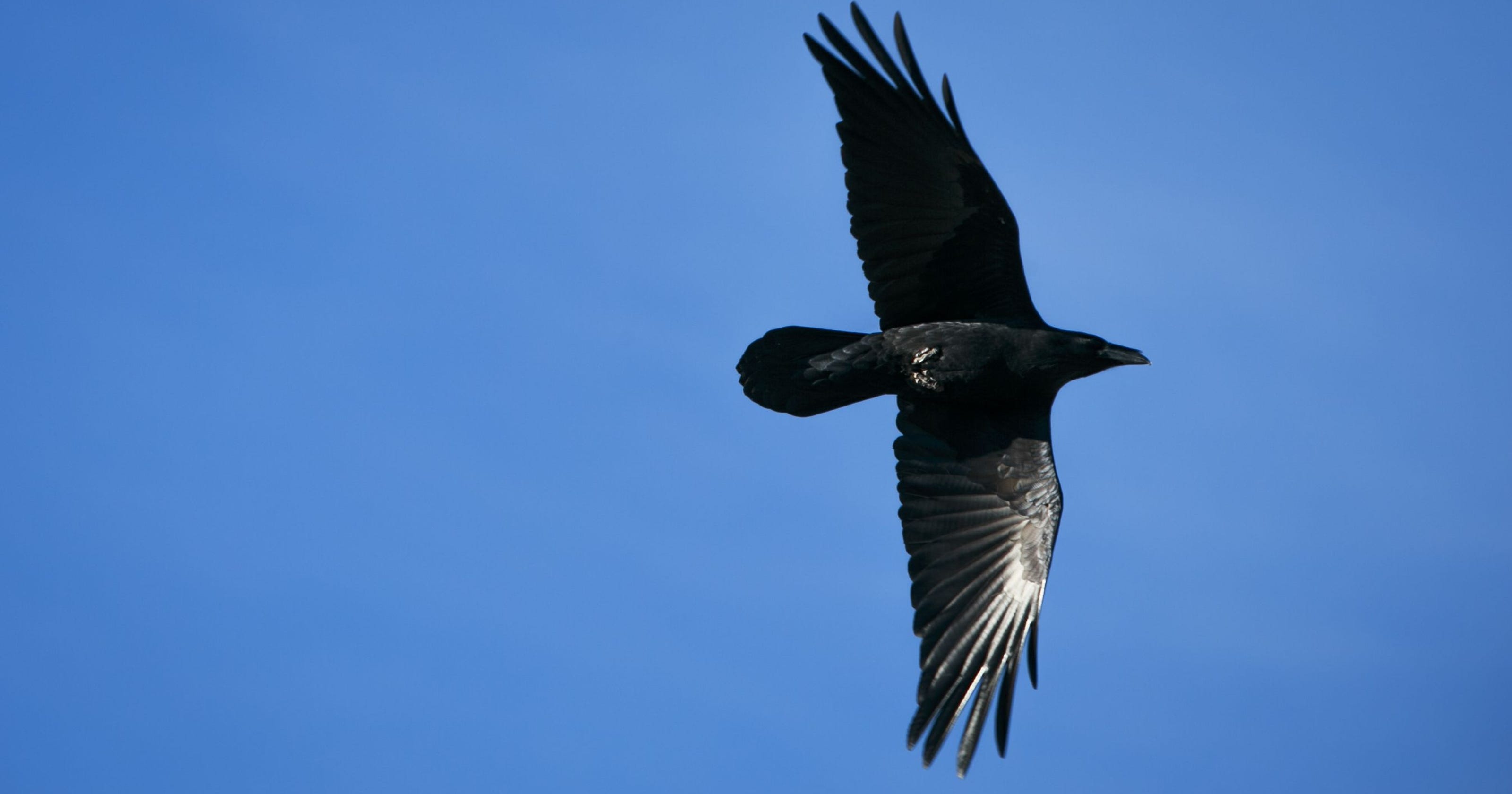 Those black birds in Arizona are nothing to crow about