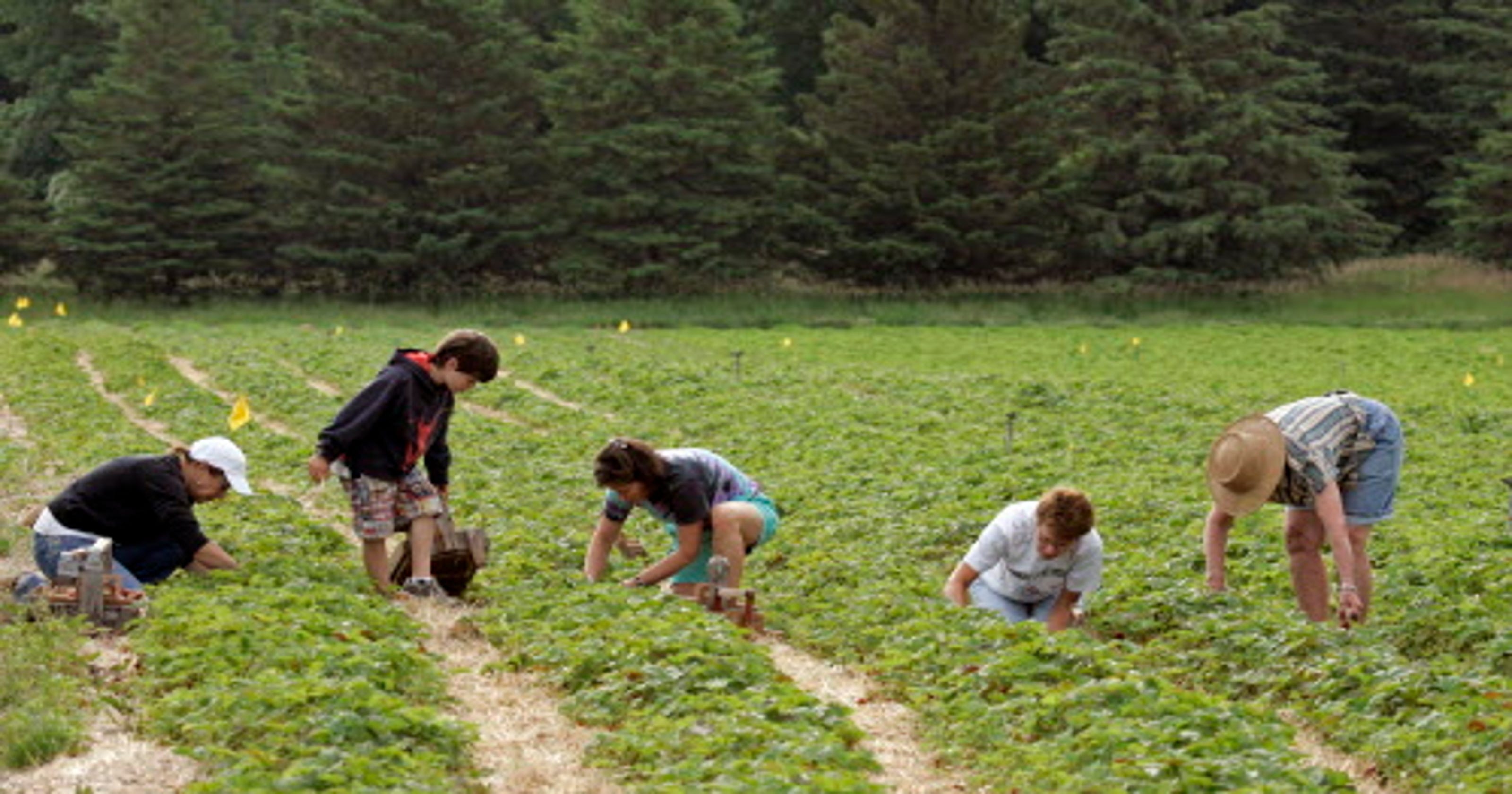 You pick strawberry farms in Milwaukee area
