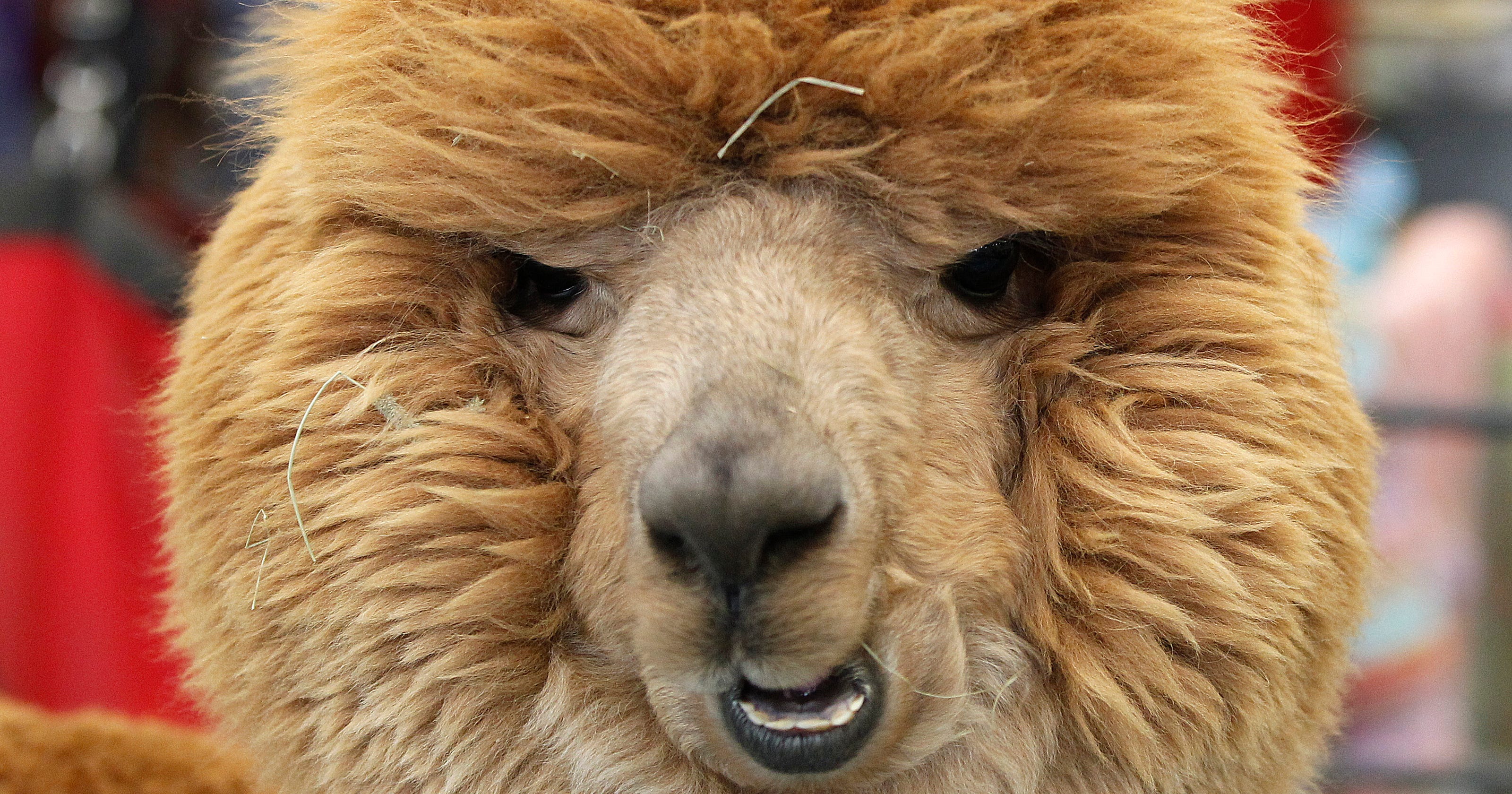 Wisconsin Alpaca and Fiber Fest coming to West Bend