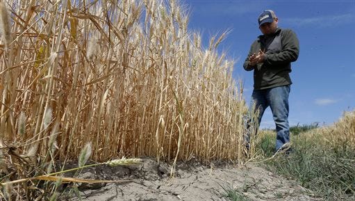 FILE - In this Monday, May 18, 2015 file photo, Gino Celli inspects wheat nearing harvest on his farm near Stockton, Calif.  Moving to meet voluntary water conservation targets, dozens of farmers in the Sacramento-San Joaquin River Delta submitted plans Monday, June 1 to the state saying they intend to plant less thirsty crops and leave some fields unplanted amid the relentless California drought, officials said. (AP Photo/Rich Pedroncelli,File)