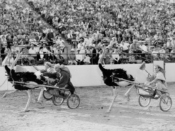 Ostrich racing at the Monroe County Fair in this undated