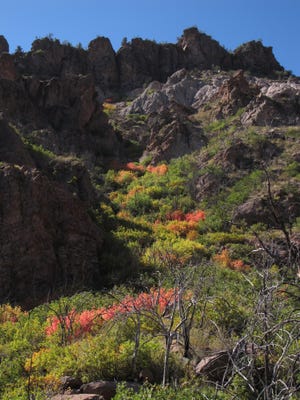 The leaves of the scrub oaks along the Comanche Trail have already begun to change color in early September making for an added bit of color. 