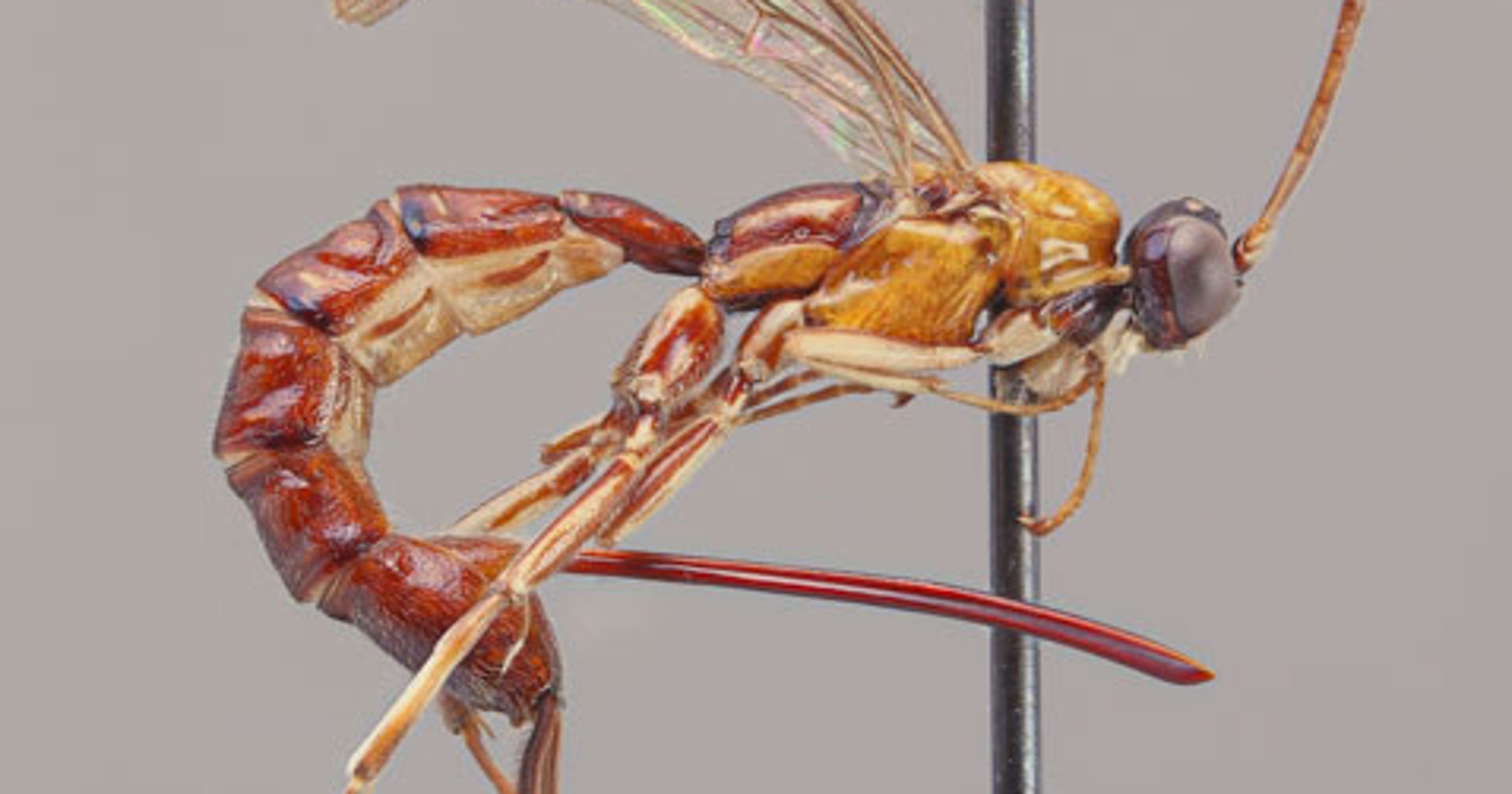 New wasp species with giant stinger found in Amazon, scientists say