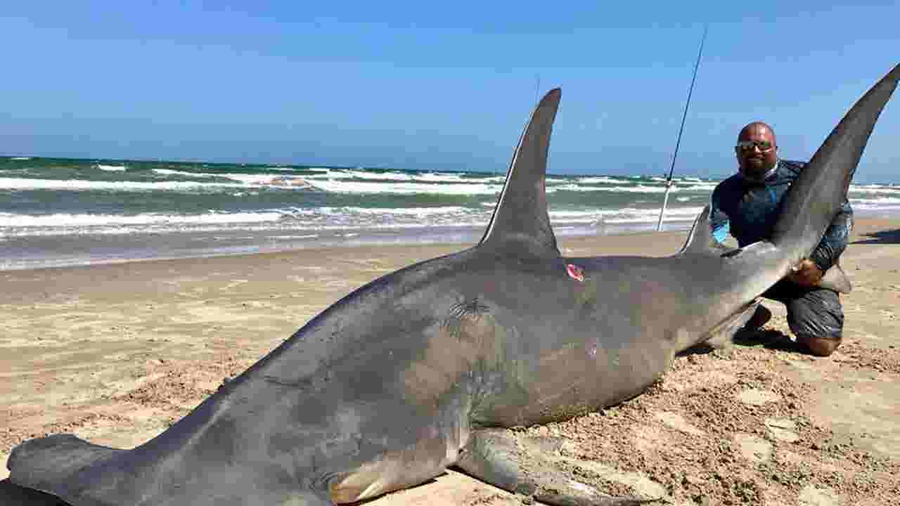 Angler lands 14-foot hammerhead shark, estimated at nearly 1,000 pounds