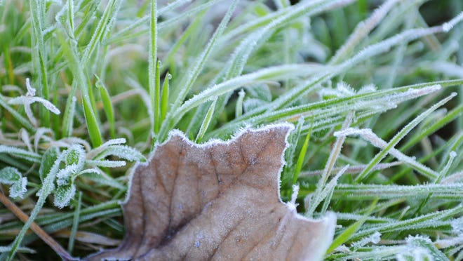 Overnight temperatures dipped just below freezing in the Salinas area, leaving frost on many surfaces, including these leaves slowly warming up on Sunday morning.