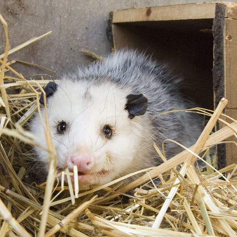 An opossum in 2006 that was nursed back to health.