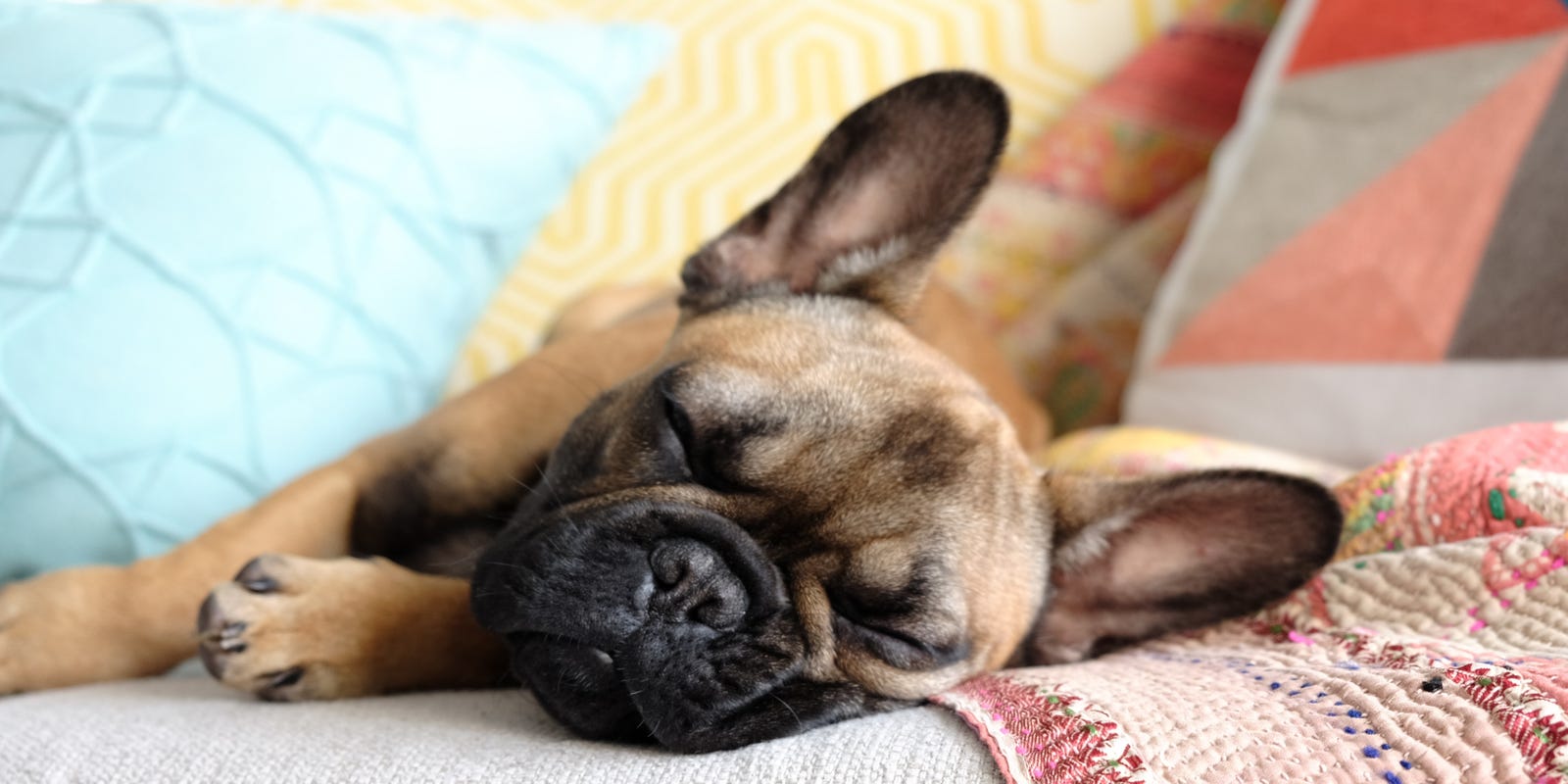Spring Cleaning Here S 5 Ways To Get Rid Of Stubborn Pet Hair