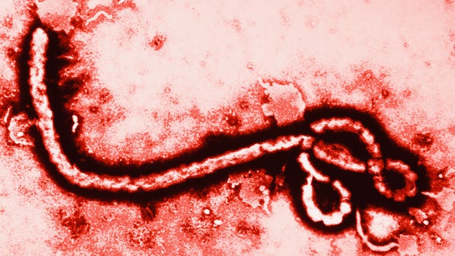 
Indiana health officials said Wednesday, Oct. 29, 2014, that they have begun monitoring all travelers from Liberia, Sierra Leone and Guinea since Oct. 16 for signs of the Ebola virus, seen here at 108,000 magnification.
