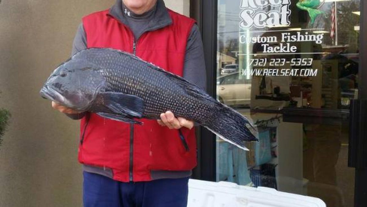 It S Official 9 Pound Sea Bass Is New State Record