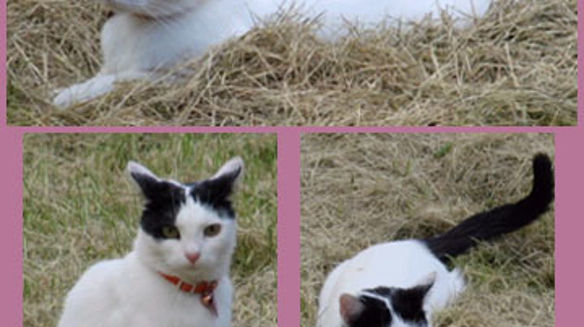 Lost White Cat With Black Tail And Black Spots On Head