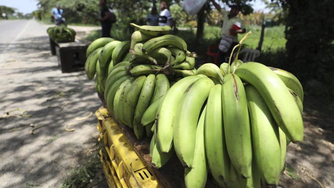 A man sells bananas near a quarantined banana plantation affected by a destructive fungus near Riohacha, Colombia, Thursday, Aug. 22, 2019. A disease that ravages banana crops has made its long-dreaded arrival in Latin America, reigniting worries about the global market's dependence on a single type of banana, the Cavendish. (AP Photo/Fernando Vergara)