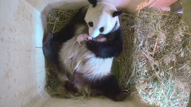 Yang Yang the panda cradles her new cubs.It turns out that the giant panda that gave birth at Viennas Schoenbrunn Zoo last week was hiding a tiny little secret _ an extra cub.